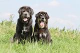 DOGUE DU TIBET 031